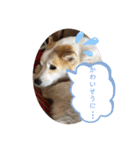 我が家のテン様（個別スタンプ：23）