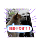 我が家のテン様（個別スタンプ：24）