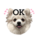 ポメペキのモニ（個別スタンプ：1）
