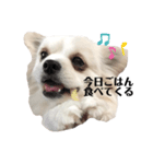 ポメペキのモニ（個別スタンプ：3）
