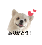 ポメペキのモニ（個別スタンプ：5）