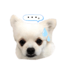 ポメペキのモニ（個別スタンプ：6）