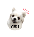 ポメペキのモニ（個別スタンプ：7）