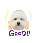 ビジョンフリーゼ、モチ（個別スタンプ：5）