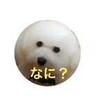 ビジョンフリーゼ、モチ（個別スタンプ：7）