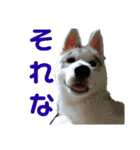 シベリアンハスキーぽてとの日常会話（個別スタンプ：8）