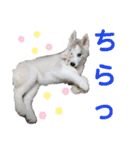 シベリアンハスキーぽてとの日常会話（個別スタンプ：12）