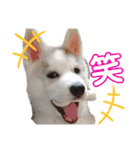 シベリアンハスキーぽてとの日常会話（個別スタンプ：14）