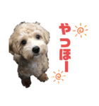 ディオすたんぷ（個別スタンプ：1）