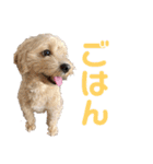 ディオすたんぷ（個別スタンプ：4）
