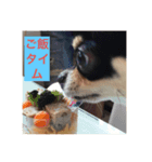 石塚家のやんちゃ犬 マロのスタンプ（個別スタンプ：3）