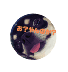 石塚家のやんちゃ犬 マロのスタンプ（個別スタンプ：4）