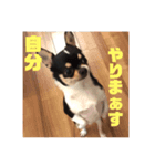 石塚家のやんちゃ犬 マロのスタンプ（個別スタンプ：5）