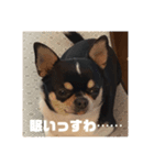 石塚家のやんちゃ犬 マロのスタンプ（個別スタンプ：6）