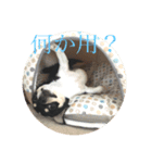 石塚家のやんちゃ犬 マロのスタンプ（個別スタンプ：7）