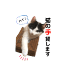 猫のもふさんスタンプその3（個別スタンプ：2）