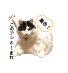 猫のもふさんスタンプその3（個別スタンプ：3）