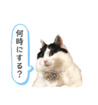 猫のもふさんスタンプその3（個別スタンプ：4）