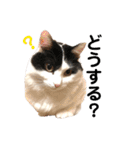 猫のもふさんスタンプその3（個別スタンプ：5）