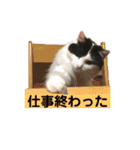 猫のもふさんスタンプその3（個別スタンプ：8）