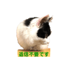猫のもふさんスタンプその3（個別スタンプ：10）