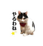 猫のもふさんスタンプその3（個別スタンプ：12）