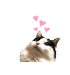 猫のもふさんスタンプその3（個別スタンプ：13）