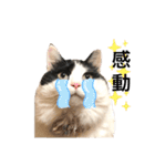 猫のもふさんスタンプその3（個別スタンプ：16）