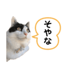 猫のもふさんスタンプその3（個別スタンプ：17）
