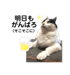 猫のもふさんスタンプその3（個別スタンプ：21）