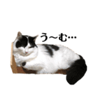 猫のもふさんスタンプその3（個別スタンプ：22）