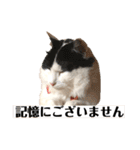 猫のもふさんスタンプその3（個別スタンプ：23）