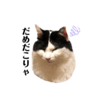 猫のもふさんスタンプその3（個別スタンプ：24）