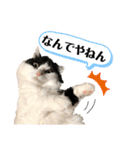 猫のもふさんスタンプその3（個別スタンプ：25）