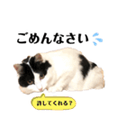 猫のもふさんスタンプその3（個別スタンプ：29）