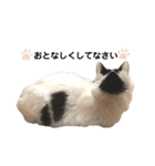 猫のもふさんスタンプその3（個別スタンプ：30）