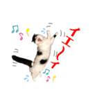 猫のもふさんスタンプその3（個別スタンプ：33）