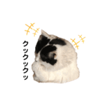 猫のもふさんスタンプその3（個別スタンプ：34）