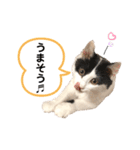 猫のもふさんスタンプその3（個別スタンプ：35）