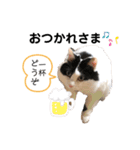 猫のもふさんスタンプその3（個別スタンプ：37）