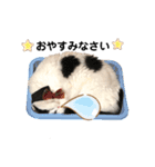 猫のもふさんスタンプその3（個別スタンプ：39）