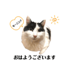 猫のもふさんスタンプその3（個別スタンプ：40）