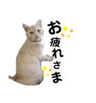 猫DAYS（個別スタンプ：1）