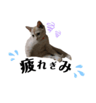 猫DAYS（個別スタンプ：2）