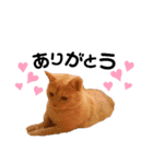 猫DAYS（個別スタンプ：3）