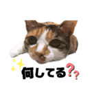 猫DAYS（個別スタンプ：5）