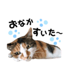 猫DAYS（個別スタンプ：6）