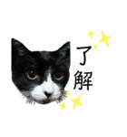 猫DAYS（個別スタンプ：8）
