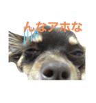 毎日ポン（個別スタンプ：1）