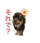毎日ポン（個別スタンプ：3）